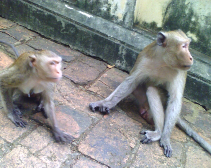 two monkeys sitting on the ground beside a building