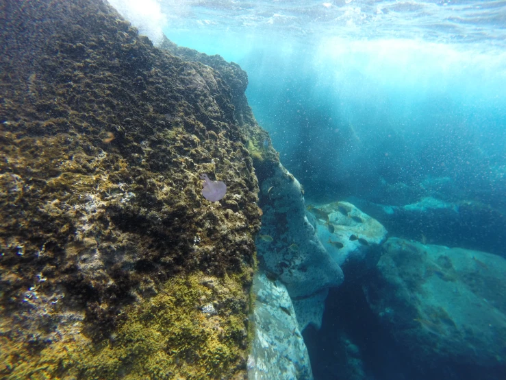 the water in the ocean is covered by algae and sponge