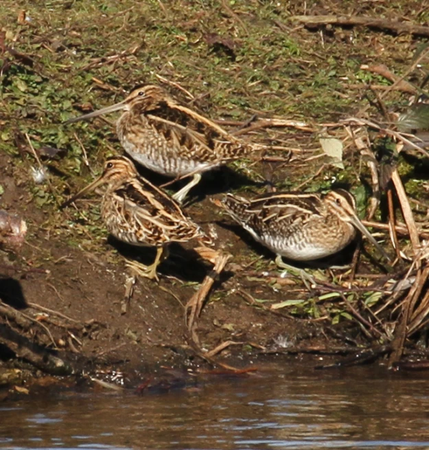 four birds are resting near the water