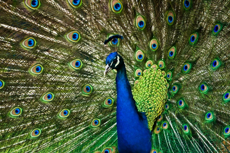 a peacock with feathers spread open with a big tail