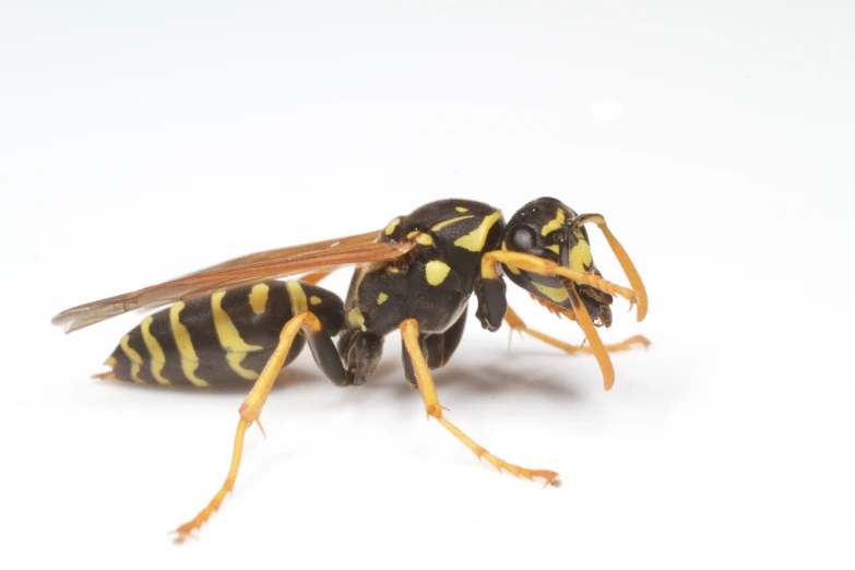 a close up of a bee with yellow stripes on it's wings