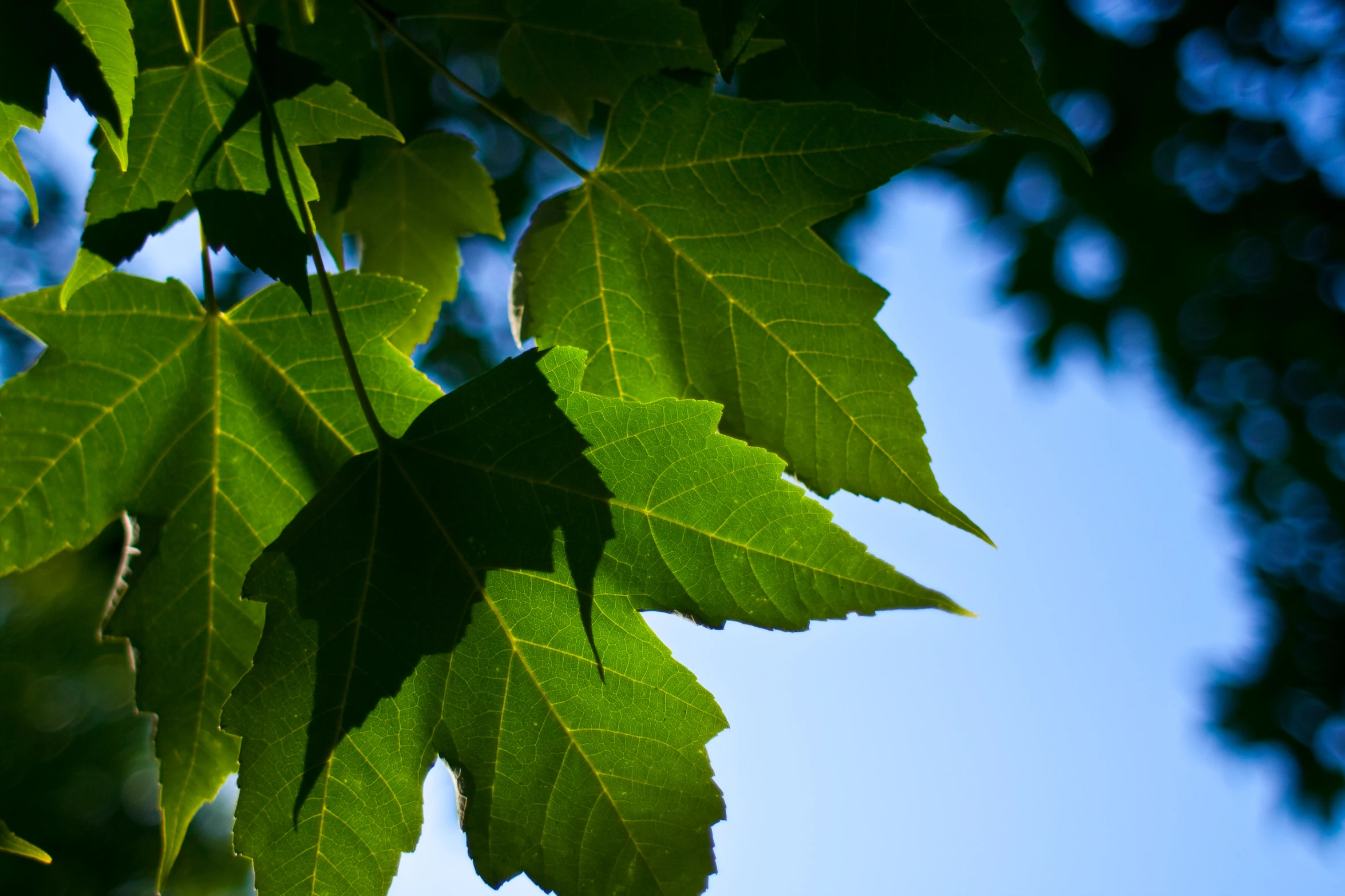 a close up s of some green leaves