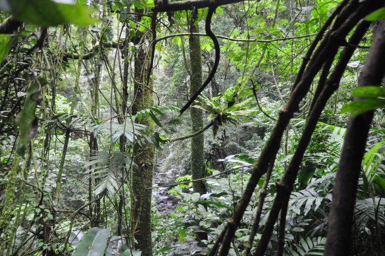 large tree covered rainforest with many vines growing