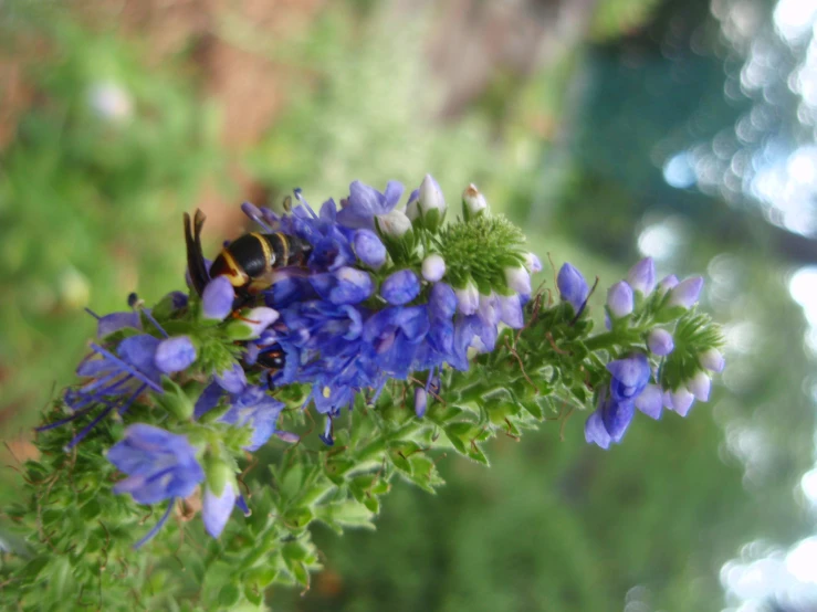 a bug on some blue flowers near a tree