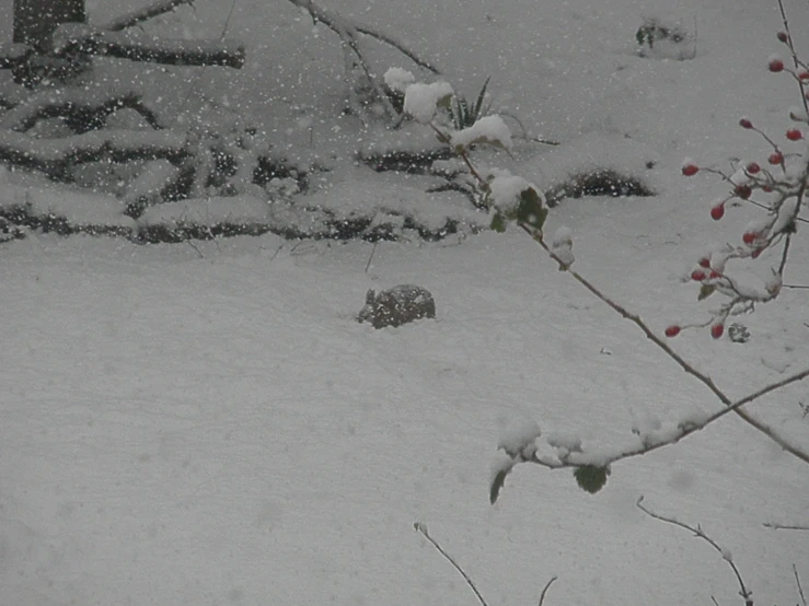 a bird is walking through the snow outside