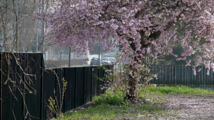 a tree in bloom near a fence and car