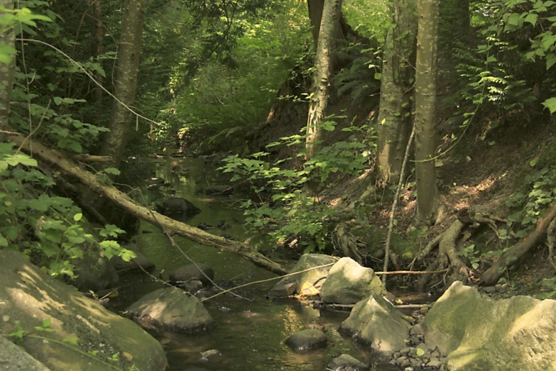 an image of a water stream in the woods