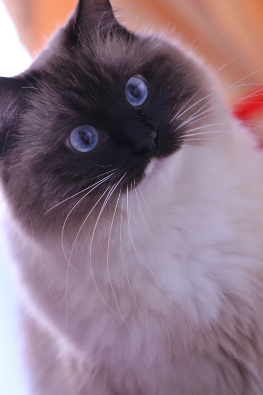 a very cute cat with blue eyes