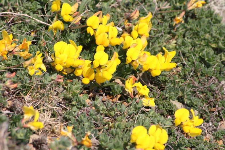 bright yellow flowers are growing in the wild