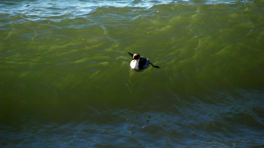 a male duck swimming in the water, looking for food