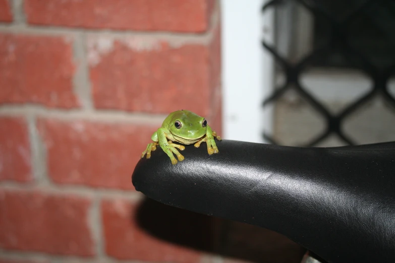 a green frog is sitting on a black chair