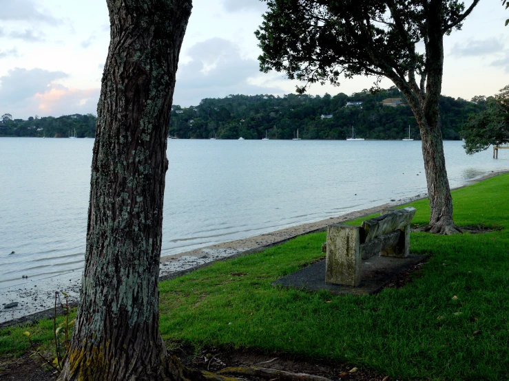 a small lake sits next to two trees