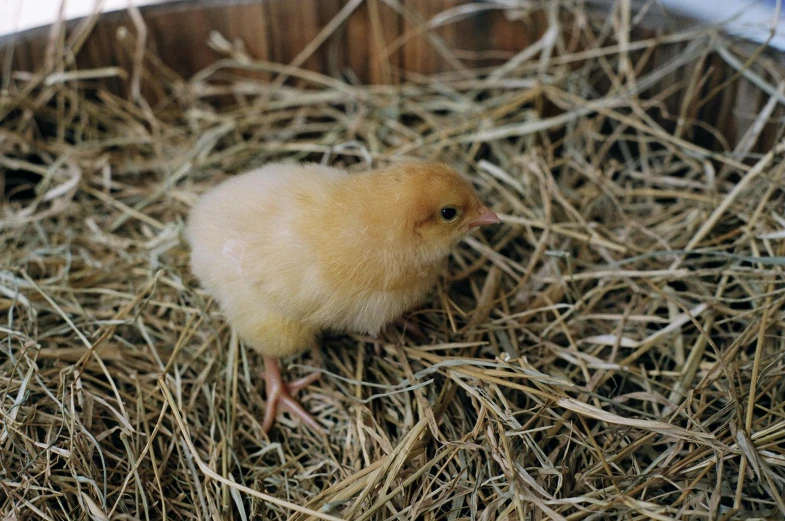 a little baby chicken is sitting inside some hay