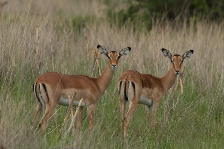 the two deer are standing together in the grass