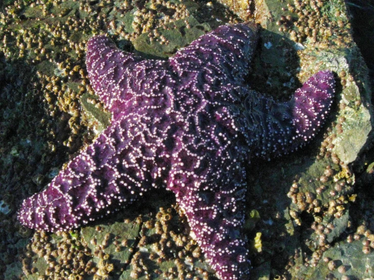 an upside down starfish on the beach covered with algae