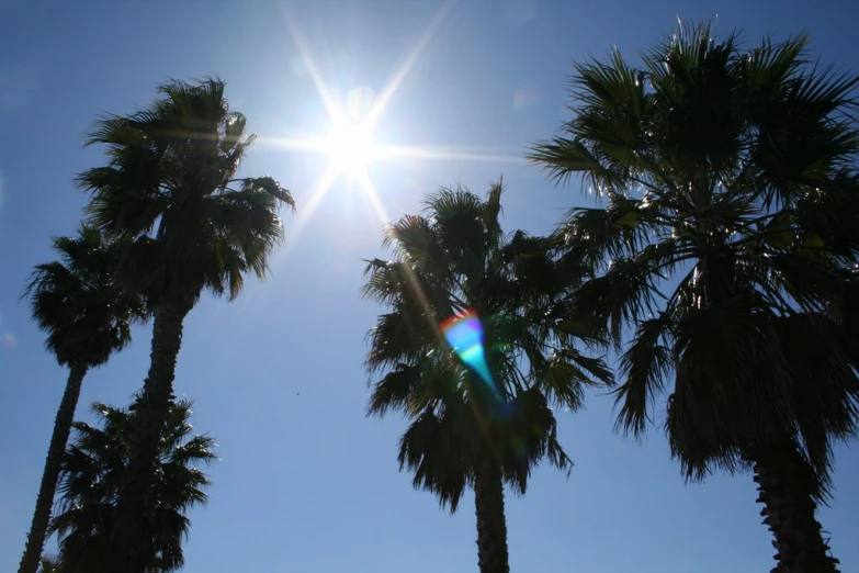 several palm trees near one another as the sun shines through