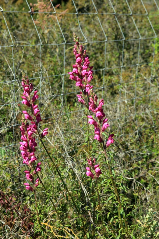 wild pink flowers near the fence in front of a large area of weeds