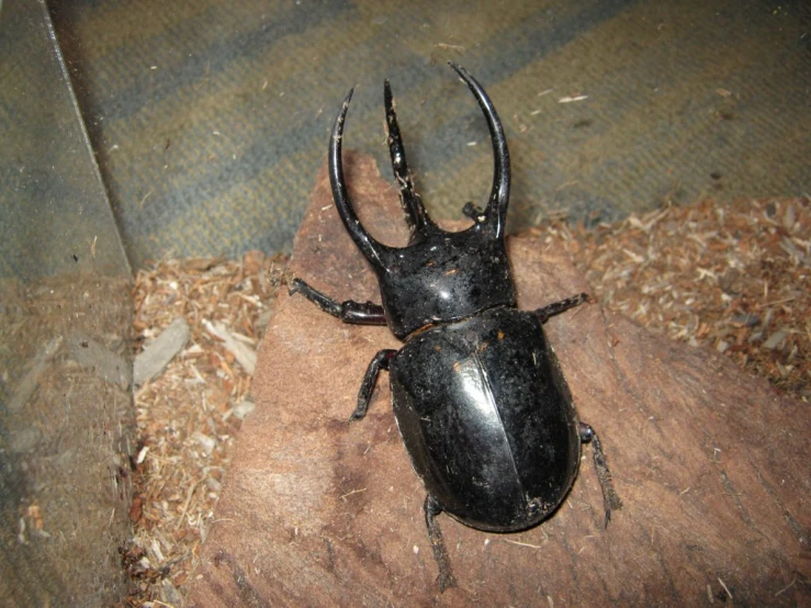 a bug with black spots on its back sits on some wood