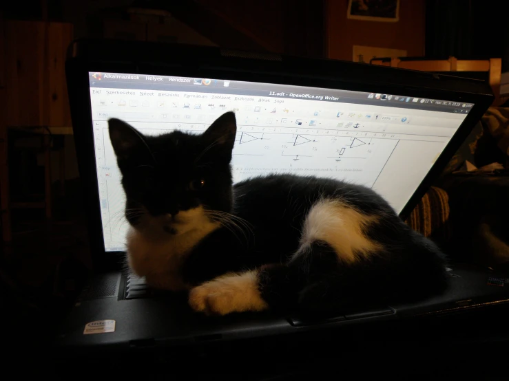 a cat laying on top of a laptop computer