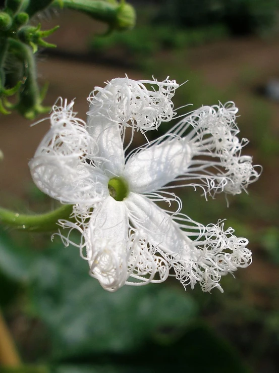 a close up picture of a flower with drops of water on it