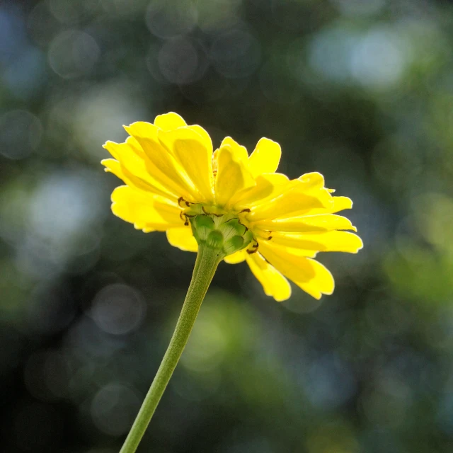 a bright yellow flower stands out against the green background