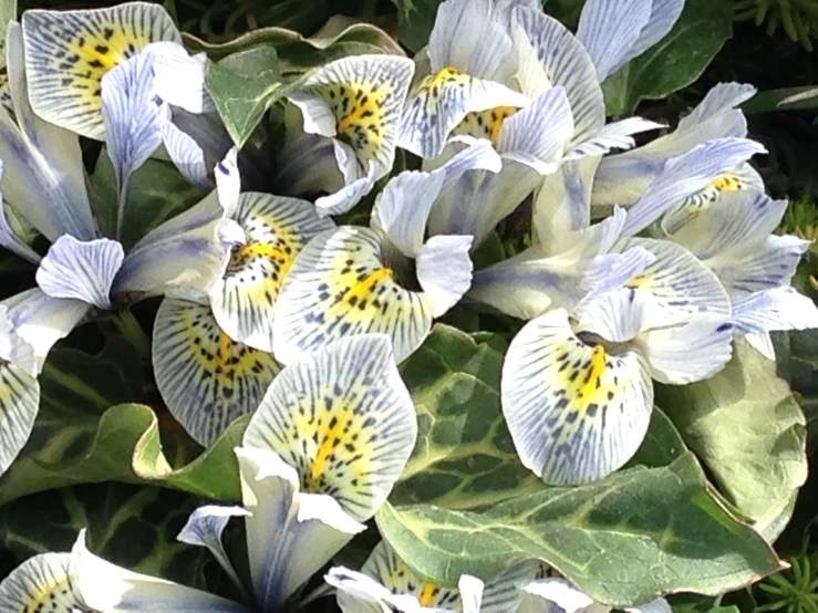 the flowers are all white with yellow dots