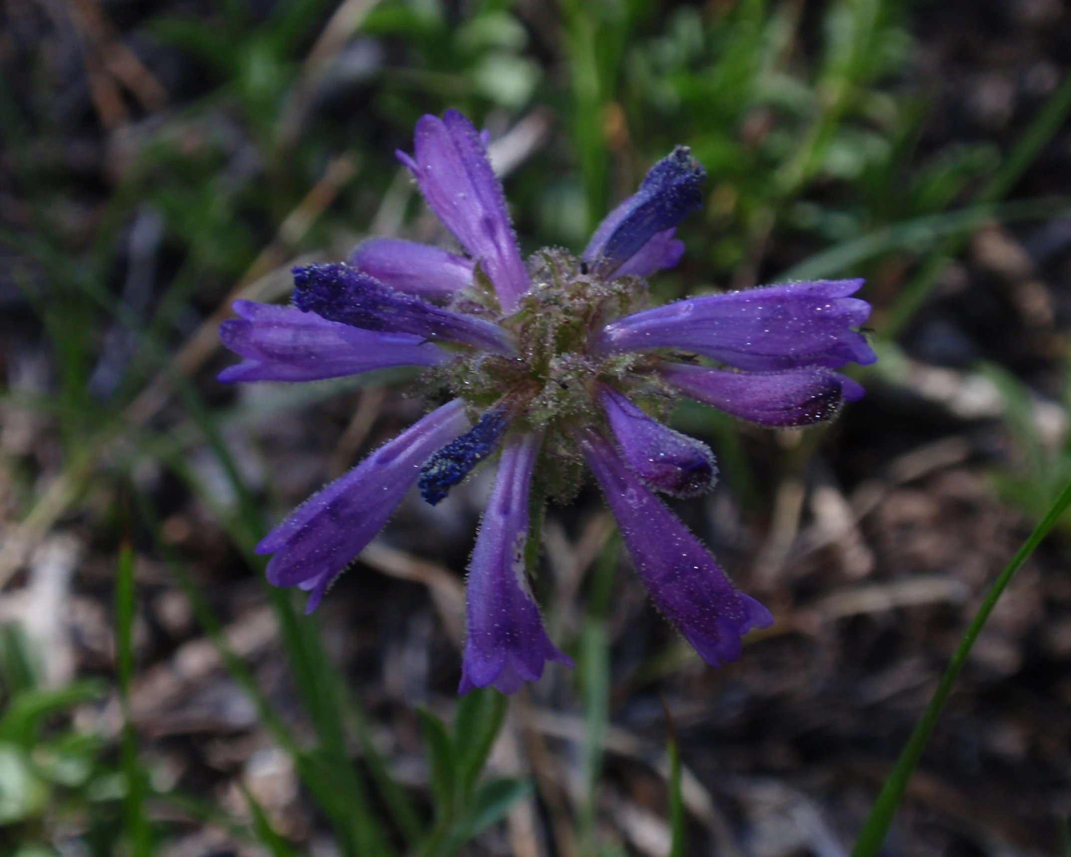 a close up of a small purple flower