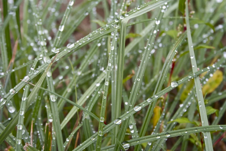 wet plants in grassy area next to grass