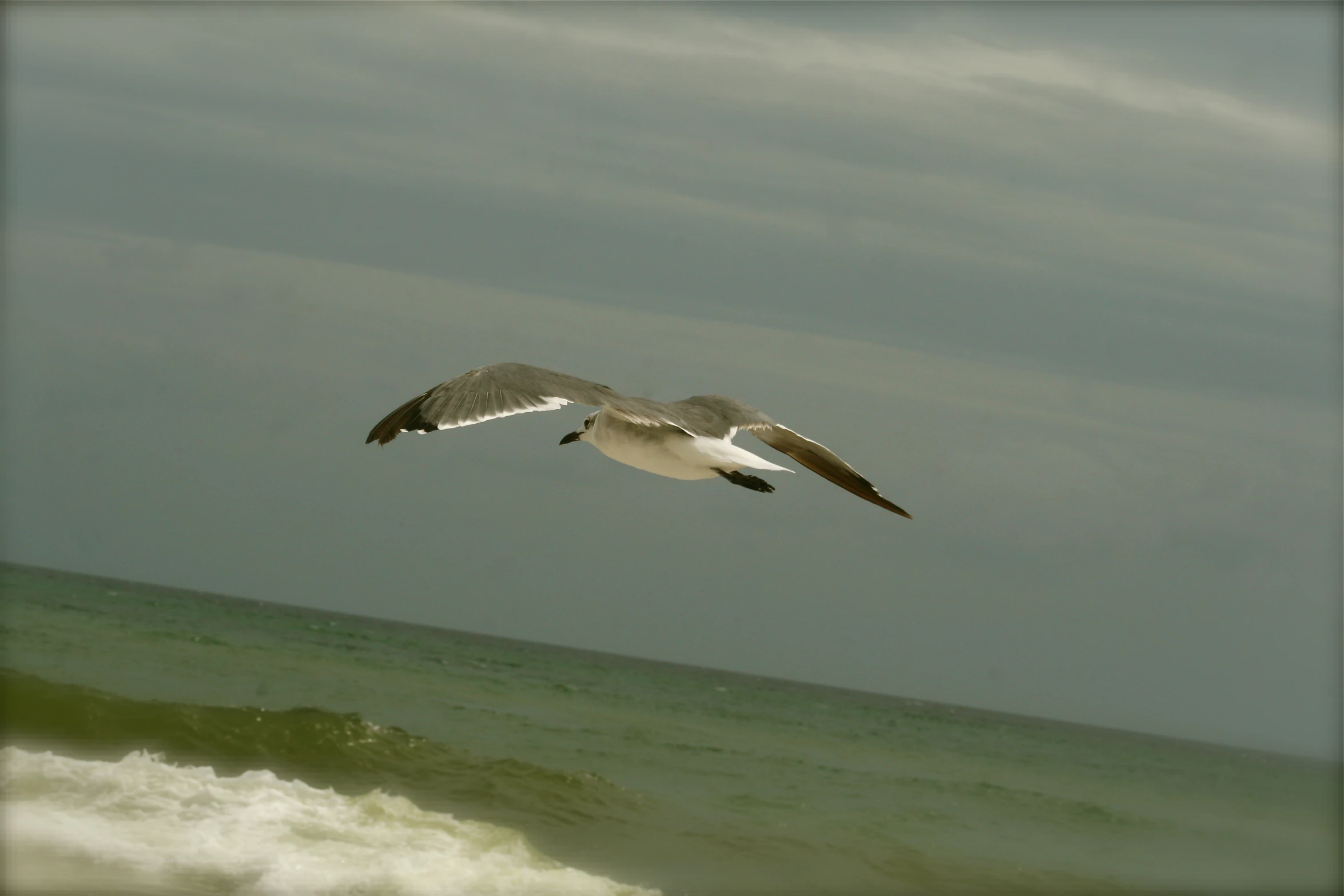 bird flying over water under cloudy gray sky