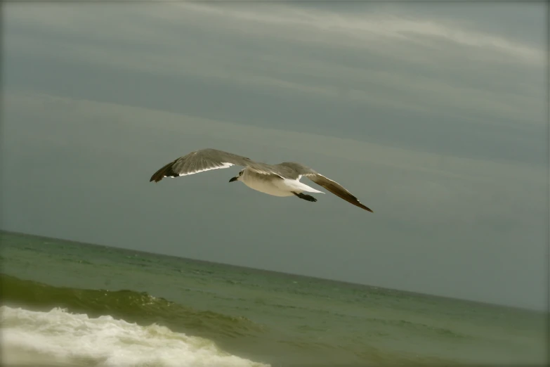 bird flying over water under cloudy gray sky