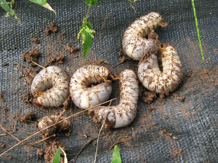 a group of worms and weeds with dirt on them
