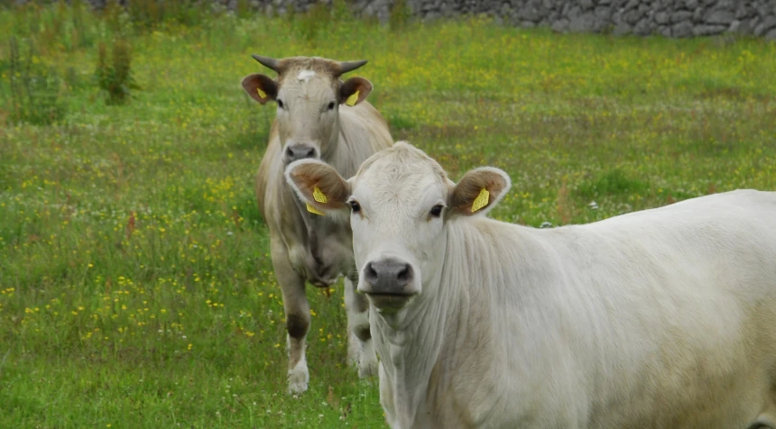 two white cows with yellow ear tags walk in a field