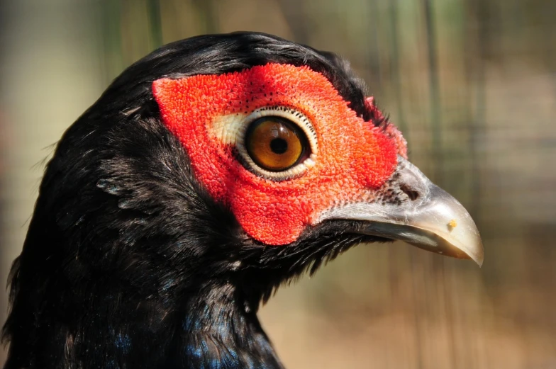 close up of a bird with red markings and a black head