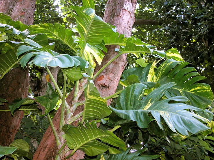 several large trees with some very pretty green leaves