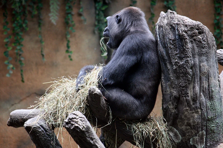a gorilla eating a grass in its zoo exhibit