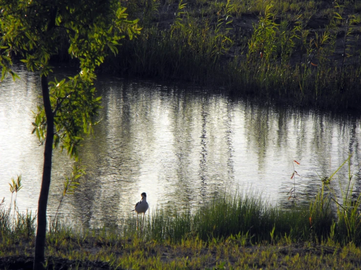 a pond that has water and grass near by