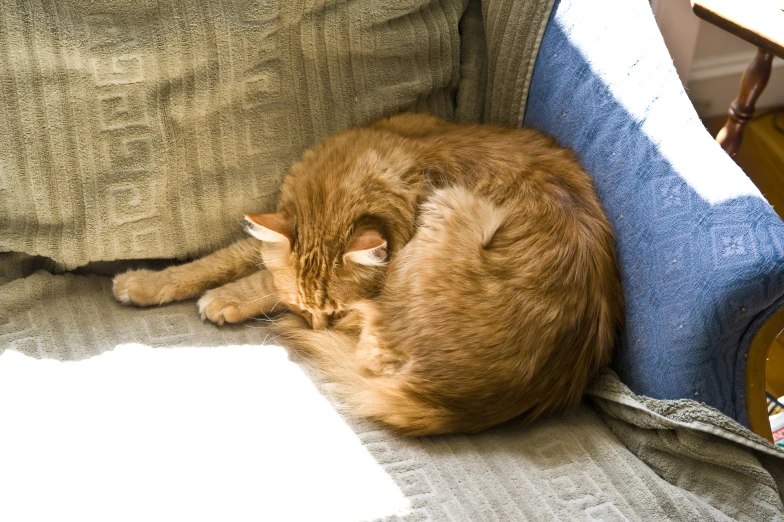 a brown and white cat sitting on top of a sofa next to a pillow