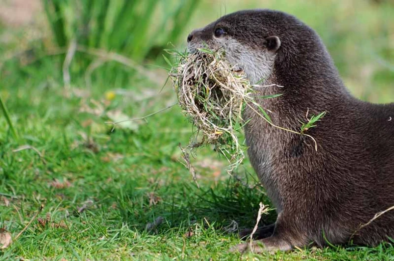 an animal eating nches from its mouth in the grass