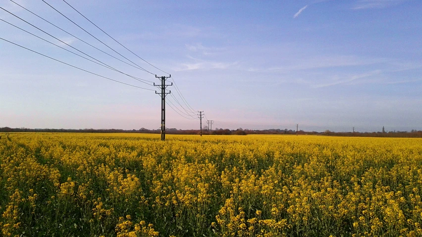 a power pole is in the middle of a field