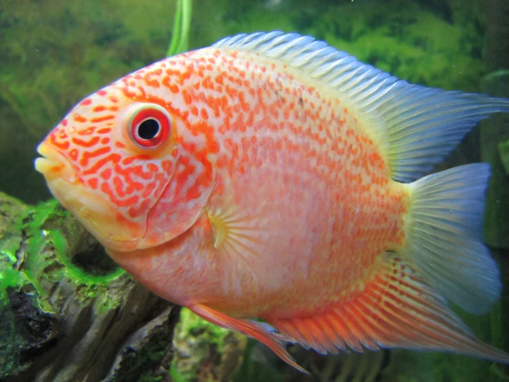 this fish looks like a big angelfish with a weird look on it's face