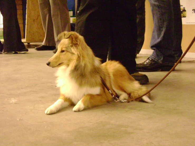 two collies in the middle of a line for an audience