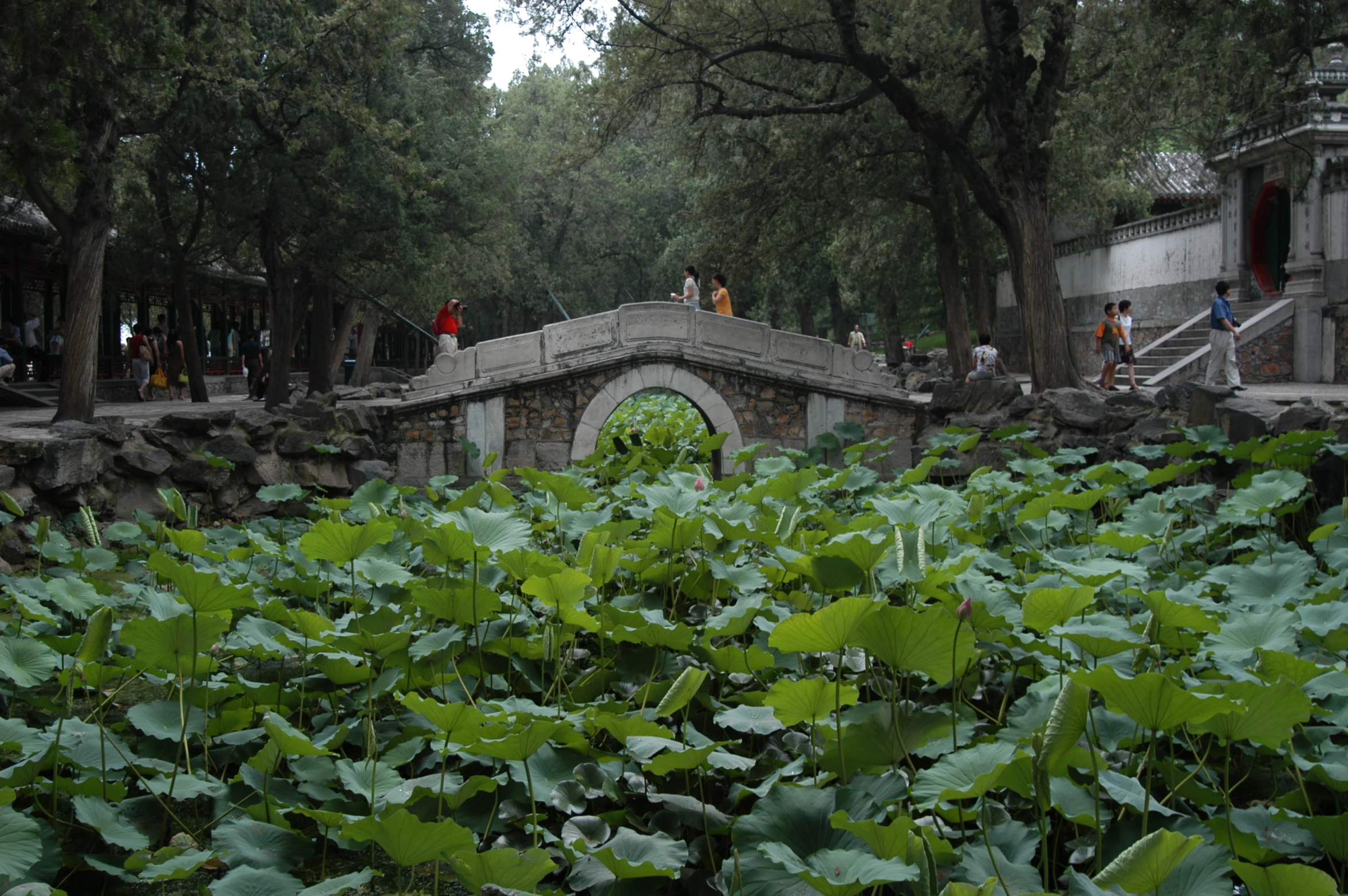 green plants and people in the park, and some trees