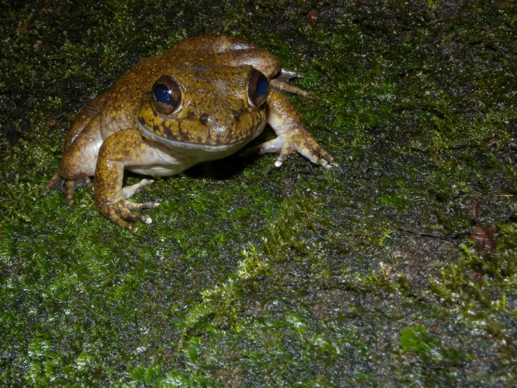 a frog sits on moss with its eyes wide open