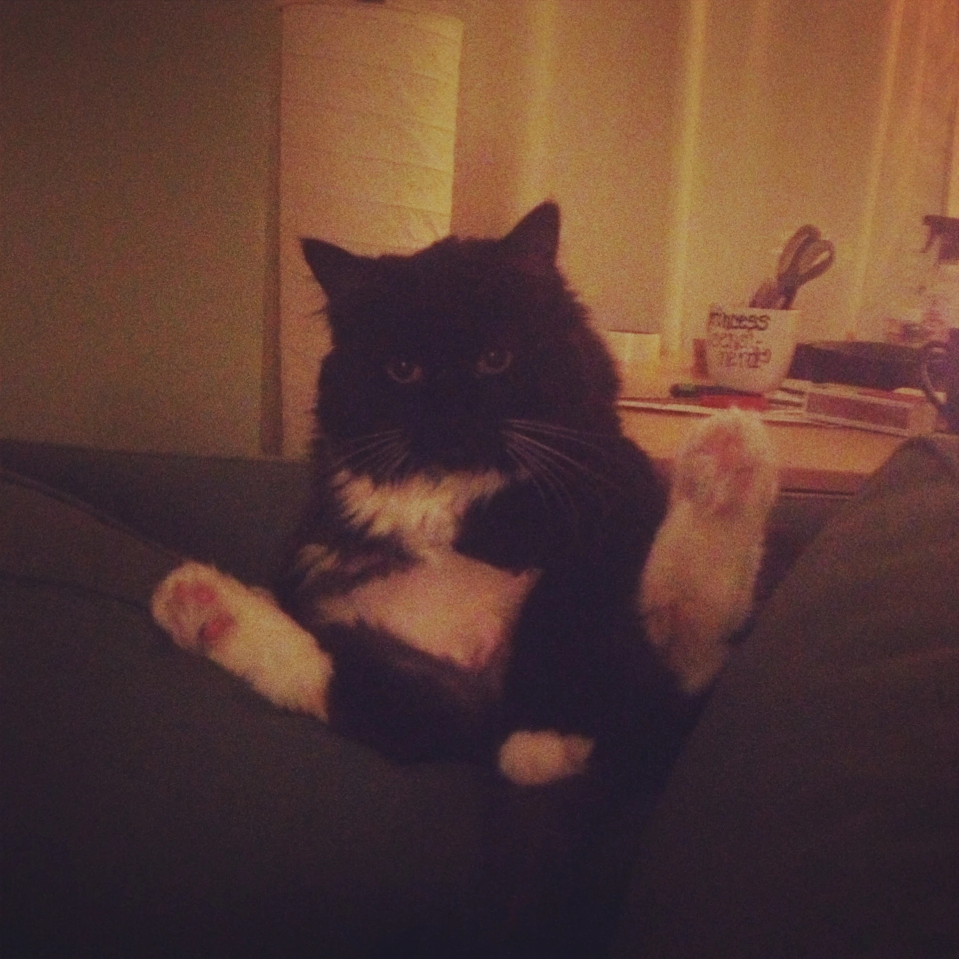 a black cat with white and black paws on a couch