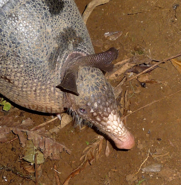 a large animal with its head next to it