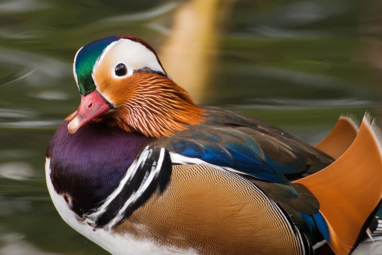 a colorfully colored mallard standing on a lake