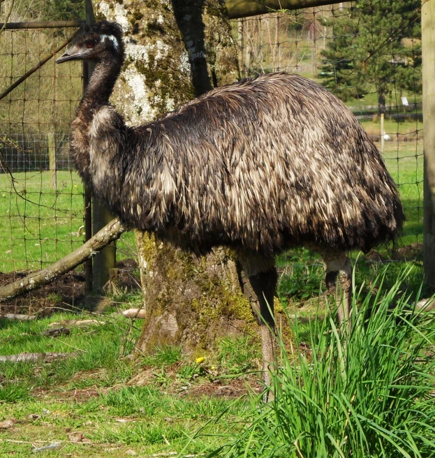 an ostrich on a grassy patch near a fence