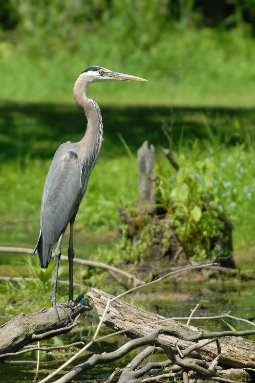 an image of a large bird that is standing in the water