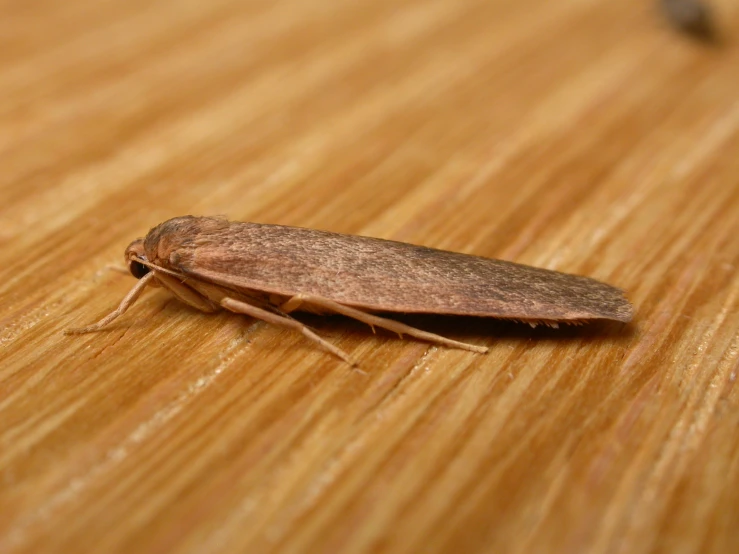 a close up of a bug on a wooden surface