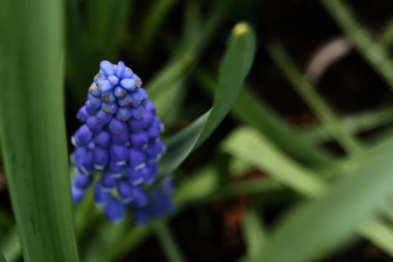 a blue flower with green stems around it